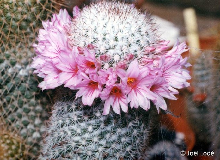 Mammillaria albicans fa. dolorensis JLcoll.2509